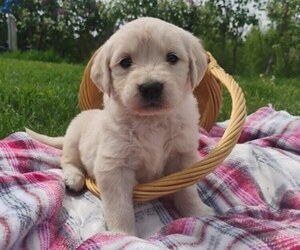 English Cream Golden Retriever Puppy for sale in BELLINGHAM, WA, USA