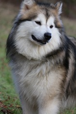 Mother of the Alaskan Malamute puppies born on 09/18/2018