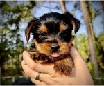 Small Photo #4 Yorkshire Terrier Puppy For Sale in PALM BAY, FL, USA