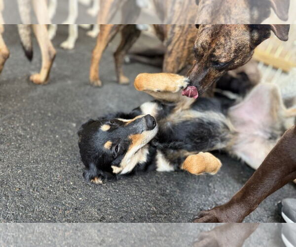 Medium Photo #5 Golden Retriever-Unknown Mix Puppy For Sale in Rockaway, NJ, USA