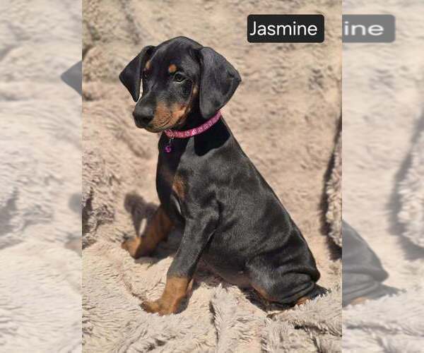 Medium Photo #5 Doberman Pinscher Puppy For Sale in POMEROY, OH, USA
