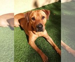 Small #35 Chinese Shar-Pei-Labrador Retriever Mix