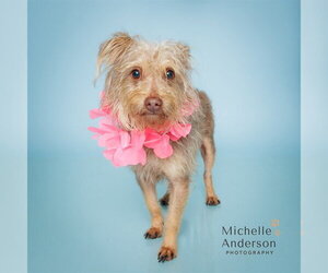 Mutt Dogs for adoption in Corona, CA, USA
