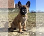 Puppy 4 Belgian Malinois-Dutch Shepherd Dog Mix