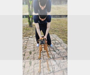 Celsius - Male Boxer Dog for Adoption - Photo #2