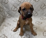 Gadget - Female Labrador Retriever-Rhodesian Ridgeback Mix Puppy for Sale - Photo #2