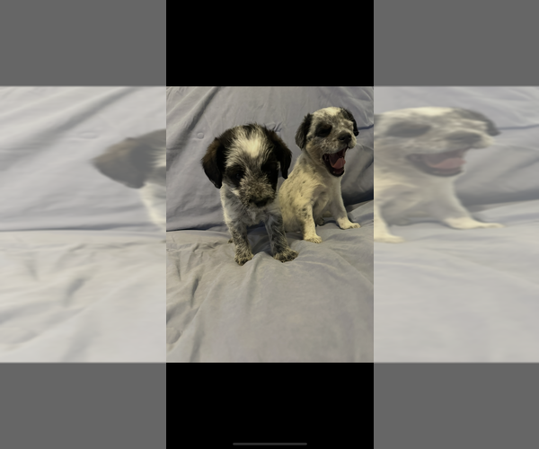 Medium Photo #3 Australian Cattle Dog-Cavapoo (Miniature) Mix Puppy For Sale in AKELEY, MN, USA