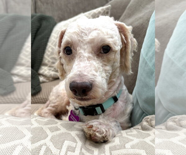 Medium Photo #7 Poodle (Miniature)-Unknown Mix Puppy For Sale in Corona, CA, USA