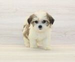 Small #2 Shorkie Tzu