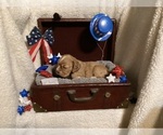 Image preview for Ad Listing. Nickname: Ruby