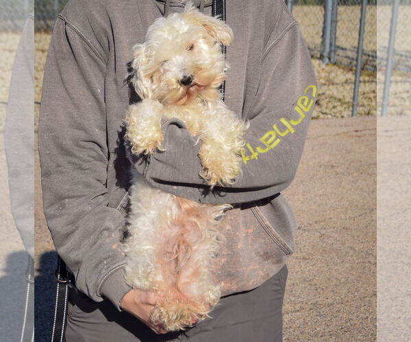 Medium Photo #4 Mutt Puppy For Sale in Huntley, IL, USA