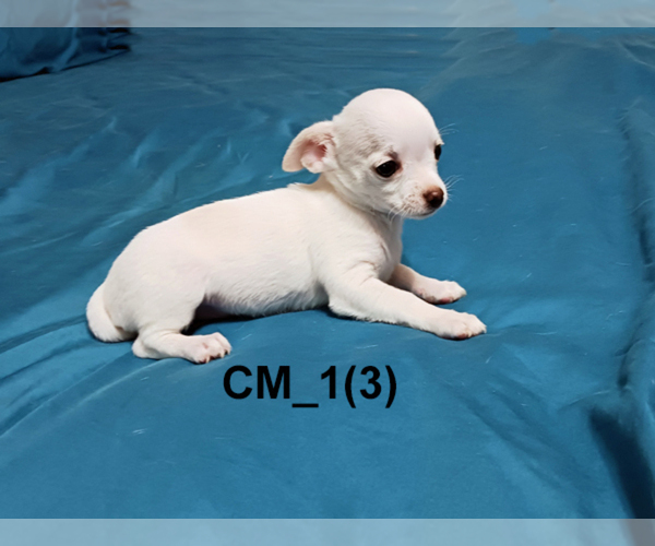 Medium Photo #3 Chihuahua Puppy For Sale in BELLE FOURCHE, SD, USA