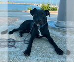 Rowan - Male Mutt Dog for Adoption - Small photo