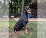Small Photo #1 Doberman Pinscher Puppy For Sale in NEWTON, NC, USA