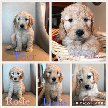 Medium Photo #1 Goldendoodle Puppy For Sale in PROVIDENCE, UT, USA