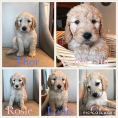 Goldendoodle Puppy for sale in PROVIDENCE, UT, USA