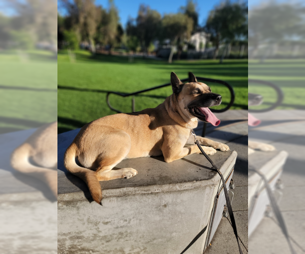 Medium Photo #4 Akita-German Shepherd Dog Mix Puppy For Sale in Marina Del Rey, CA, USA