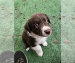 Small Photo #1 Australian Shepherd Puppy For Sale in NELSON, VA, USA