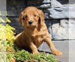Small Photo #1 Labradoodle-Poodle (Standard) Mix Puppy For Sale in RONKS, PA, USA