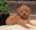 Small Photo #18 Cavapoo (Miniature) Puppy For Sale in GOSHEN, IN, USA
