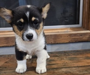 Pembroke Welsh Corgi Puppy for sale in MILTON, WI, USA