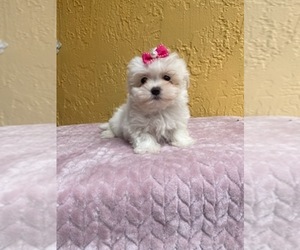 Maltese-Maltipoo Mix Puppy for Sale in KENDALL, Florida USA