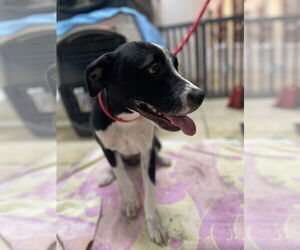 American Pit Bull Terrier-Unknown Mix Dogs for adoption in El Centro, CA, USA