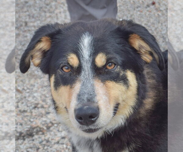Medium Photo #1 Australian Shepherd-Unknown Mix Puppy For Sale in Huntley, IL, USA