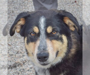 Australian Shepherd-Unknown Mix Dogs for adoption in Huntley, IL, USA