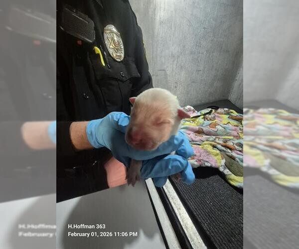 Medium Photo #1 American Staffordshire Terrier-Unknown Mix Puppy For Sale in San Antonio, TX, USA