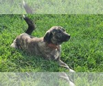 Small Photo #10 Anatolian Shepherd-Great Pyrenees Mix Puppy For Sale in FRANKLIN, GA, USA