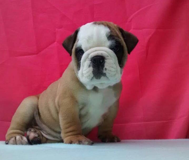Medium Photo #1 Bulldog Puppy For Sale in CHARLESTON, SC, USA