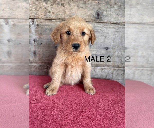 Medium Photo #8 Golden Retriever Puppy For Sale in VERMONTVILLE, MI, USA