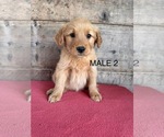 Small #7 Golden Retriever