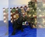 Small Photo #20 Goldendoodle Puppy For Sale in DYERSBURG, TN, USA