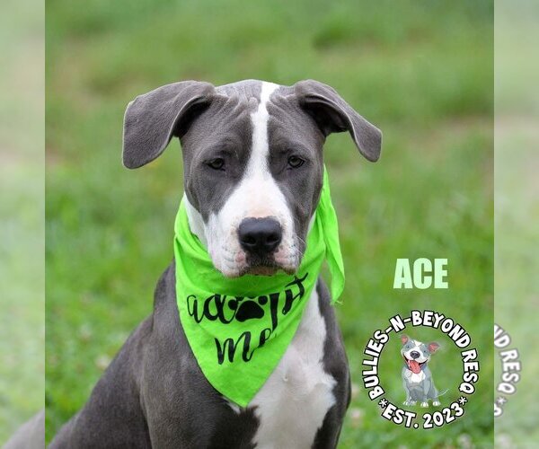 Medium Photo #12 Staffordshire Bull Terrier-Unknown Mix Puppy For Sale in Omaha, NE, USA
