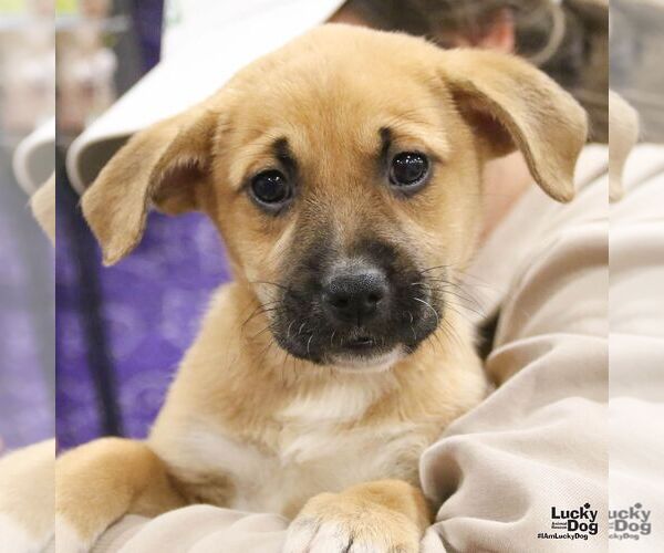 Medium Photo #7 Retriever -Unknown Mix Puppy For Sale in Washington, DC, USA
