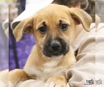 Small #6 Retriever  Mix