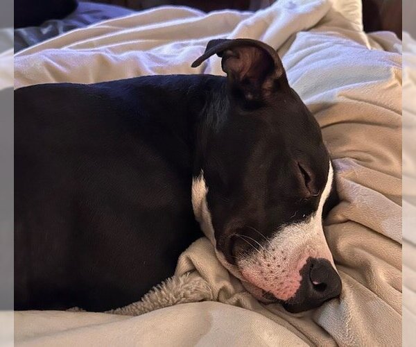 Medium Photo #2 American Pit Bull Terrier-Unknown Mix Puppy For Sale in McKinney, TX, USA