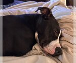 Small #1 American Pit Bull Terrier Mix