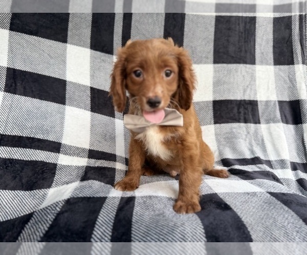 Medium Photo #1 Cavapoo (Miniature) Puppy For Sale in LAKELAND, FL, USA