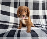 Small Cavapoo (Miniature)