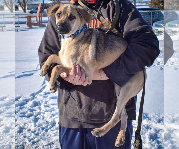 Medium Photo #4 Doberman Pinscher-Pug Mix Puppy For Sale in Huntley, IL, USA