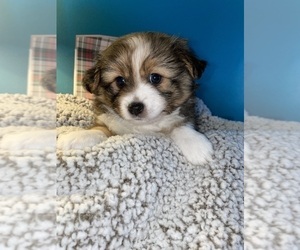 Pominese Puppy for sale in BROCKTON, MA, USA