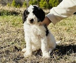 Puppy Marjorie Poodle (Standard)