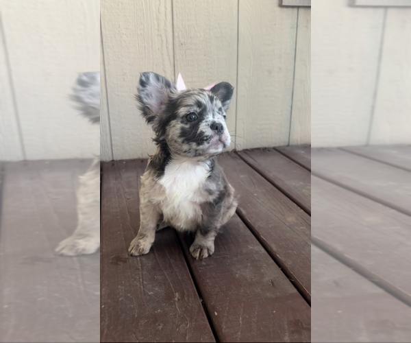 Medium Photo #1 French Bulldog Puppy For Sale in MESQUITE, TX, USA