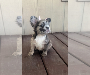 French Bulldog Puppy for sale in MESQUITE, TX, USA