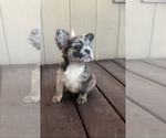 Small French Bulldog