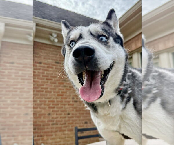 Medium Photo #6 Siberian Husky-Unknown Mix Puppy For Sale in Germantown, OH, USA