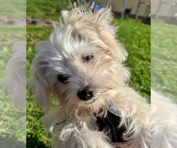 Medium Photo #7 Maltese Puppy For Sale in St. Louis Park, MN, USA